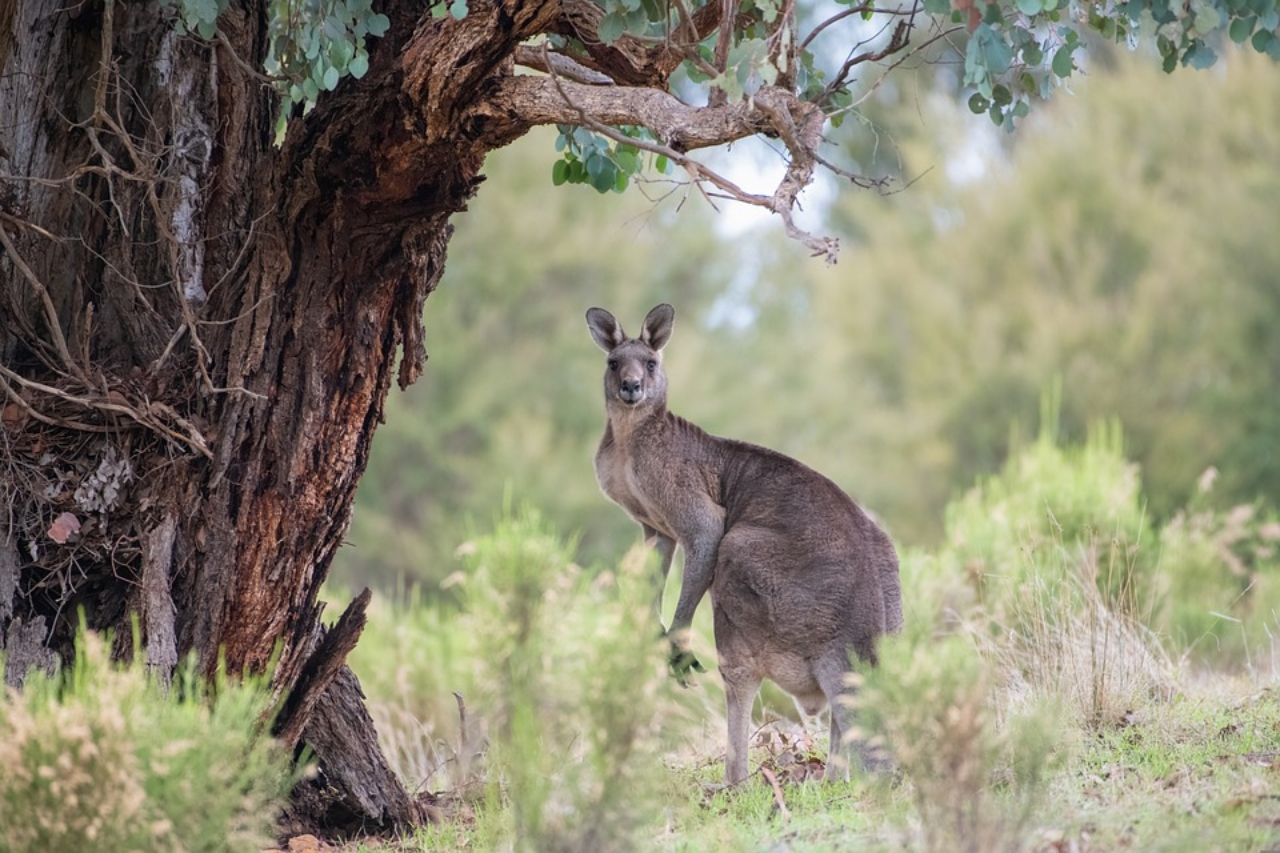 A man was killed by a kangaroo in Australia after allegedly keeping the wild animal as a "pet" and held him in captivity.