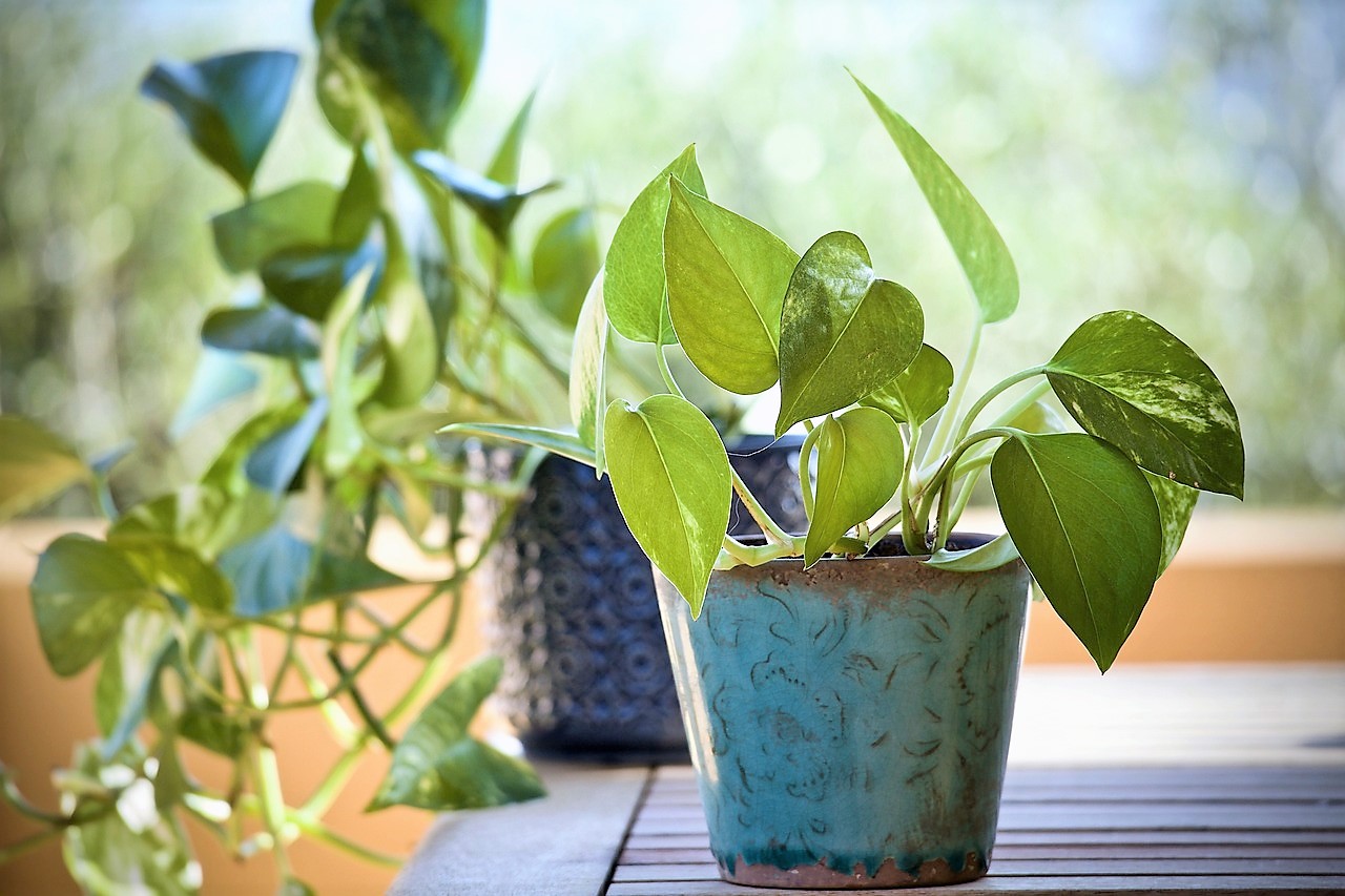 The best plants to keep indoors during the fall are plants that can tolerate lower light levels and cooler temperatures.