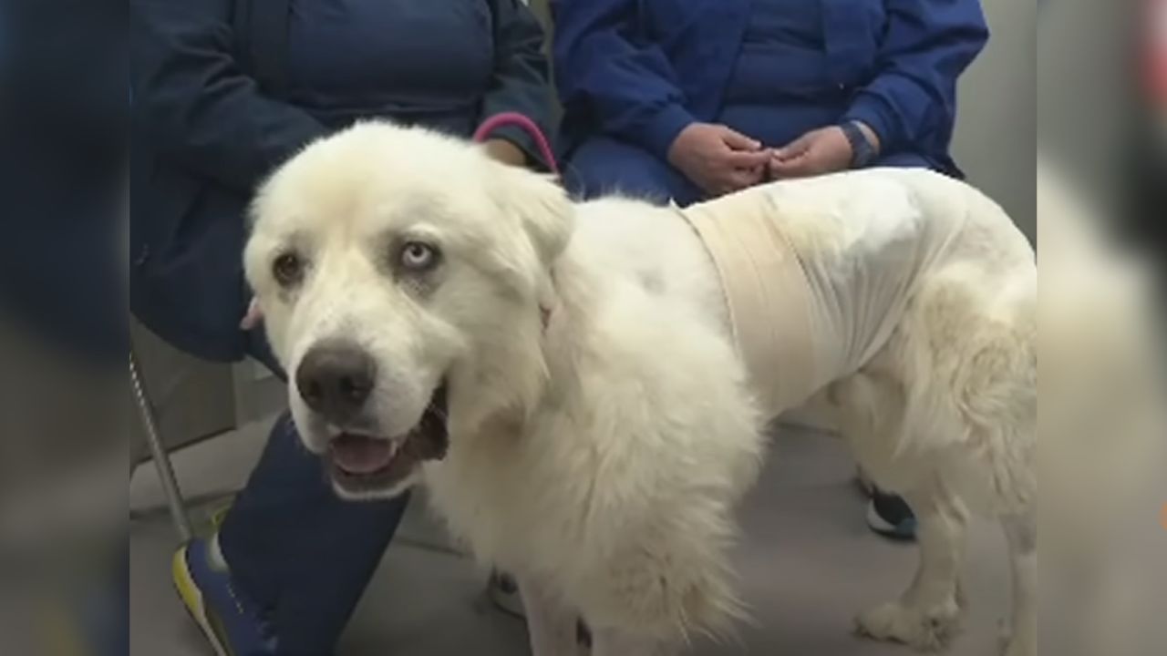 Casper, the heroic sheepdog, was attacked by wild coyotes while protecting his herd of sheep and is "lucky to be alive."