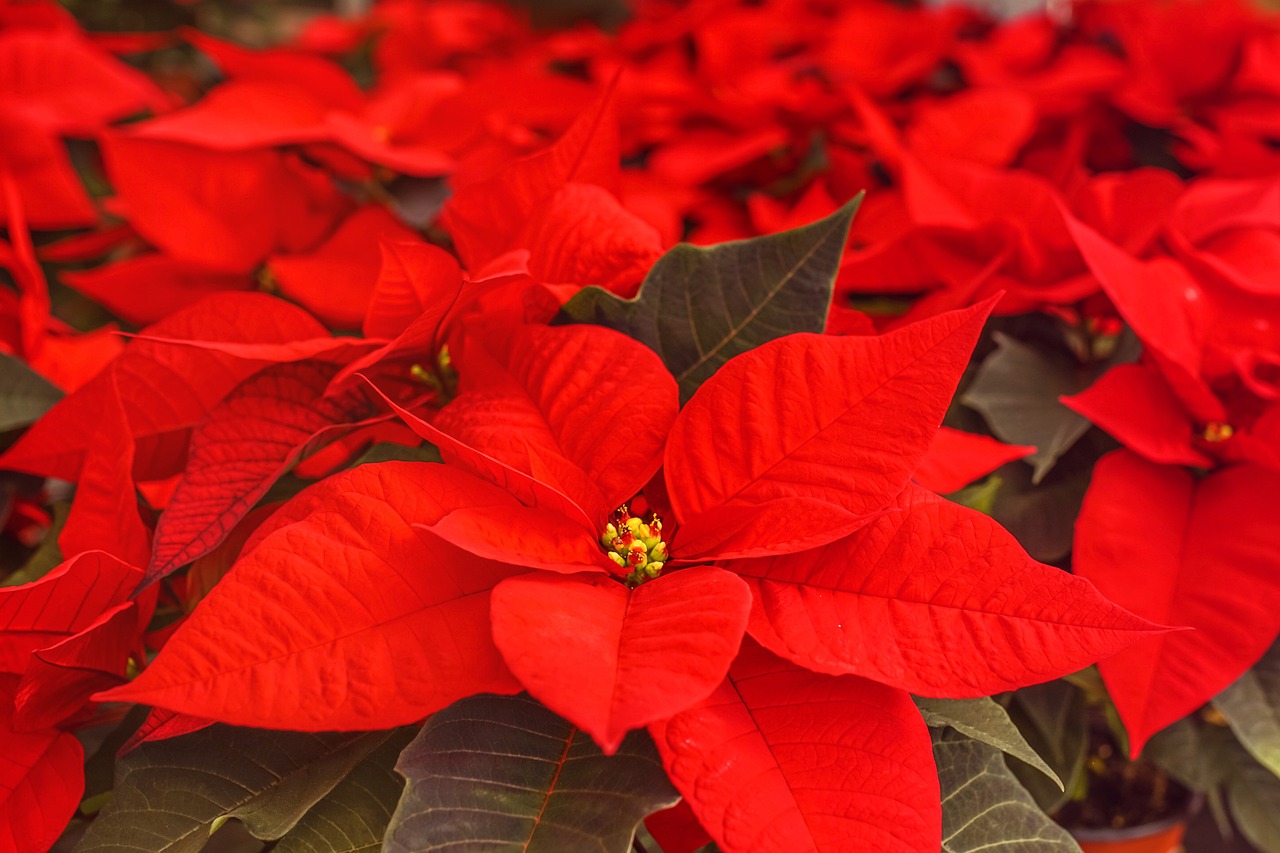 Poinsettias are popular holiday plants known for their bright red leaves and star-shaped blossoms, and if taken care of can last for years.