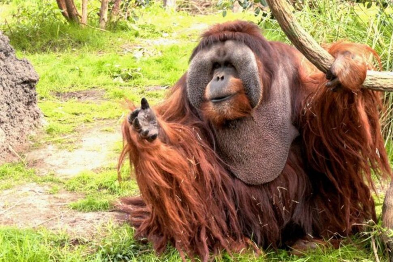 Rudi Valentino, a male orangutan and one of the Houston Zoo's longtime residents, has died at the age of 45.