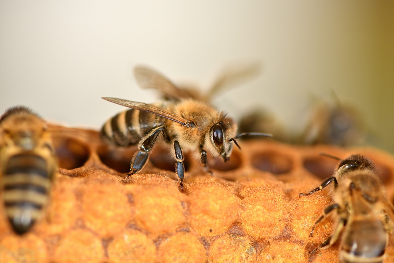 The vaccine will prevent fatalities from American foulbrood disease, a bacterial condition that attacks bee larvea and weakens colonies.