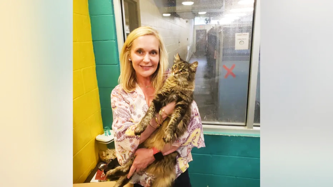 A lost cat is finally back with its owners in Jacksonville, Florida, after 11 years, thanks to excellent investigative work and a lot of luck.