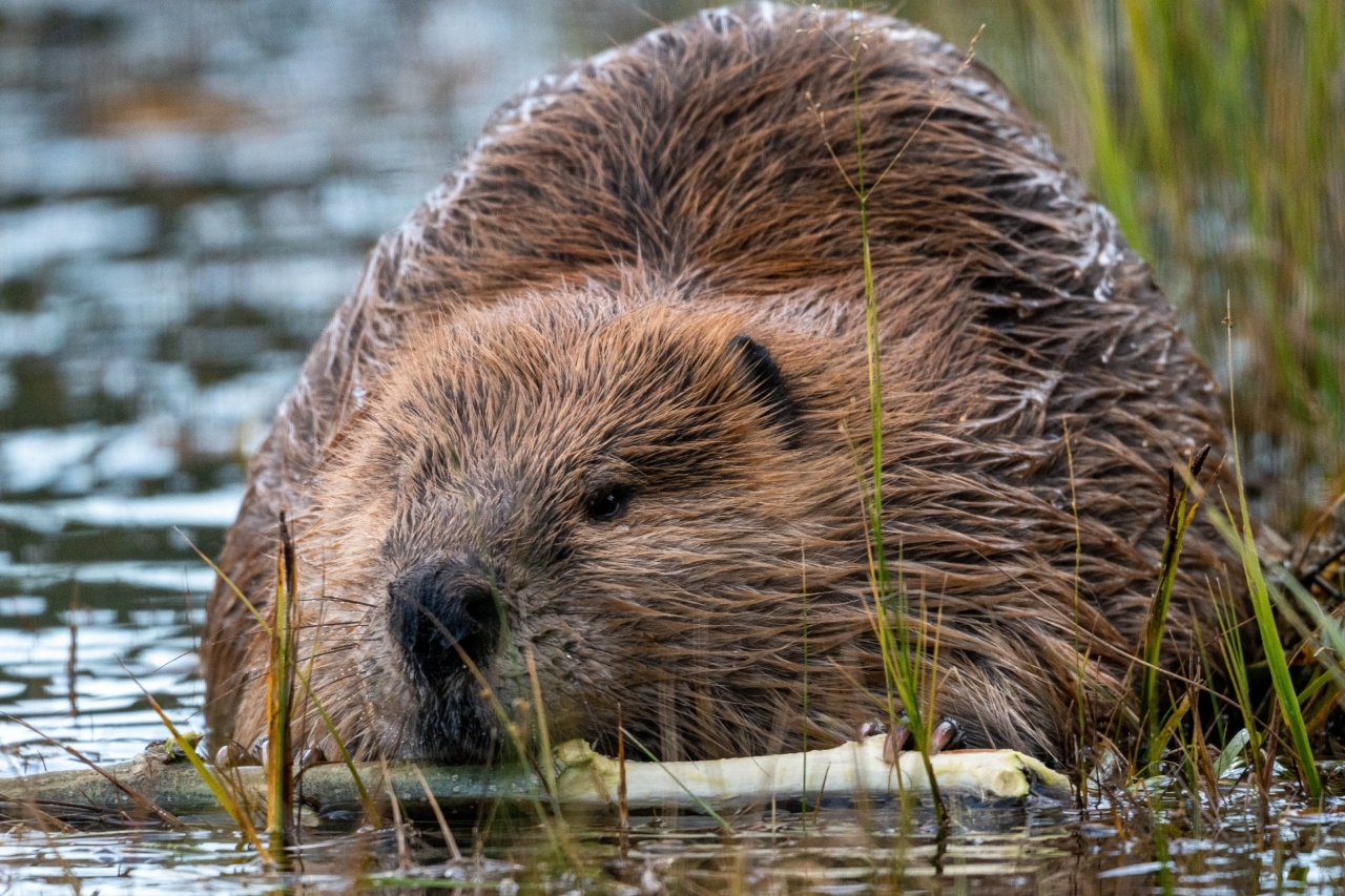 A beaver that was killed after biting a young girl at Lake Lanier tested positive for rabies, Hall County officials told Atlanta News First.