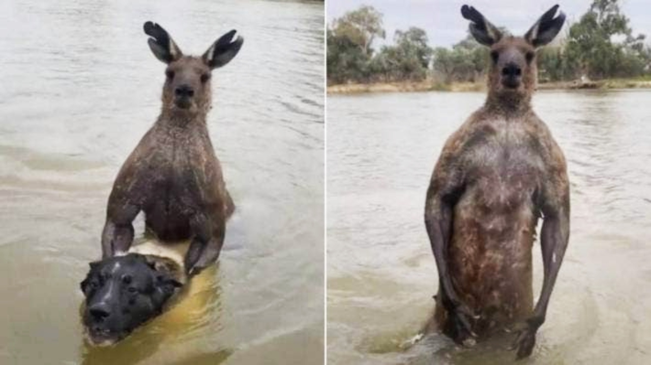 An Australian man stopped a kangaroo from drowning his pet dog in a outback river, a video posted to TikTok on Sunday shows.