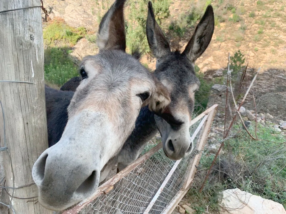 he online retailer will not allow Californians to buy hundreds of donkey-based snacks listed on the platform as part of a settlement.