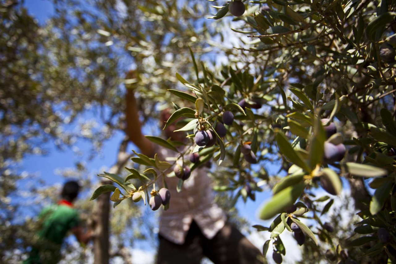 Panagiotis Tsafaras, a seasoned Greek olive grower, has found himself compelled to undertake dual patrols of his groves each day.