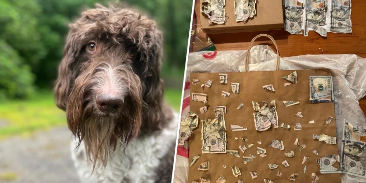 One dog in Pittsburgh has a taste for money -- a lot of money. A golden-doodle named Cecil is going viral for eating $4,000 in cash.